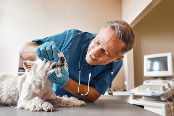 Best Emergency Gum Treatment in Rockwell City, IA